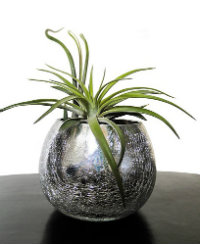 Air plant in a pot